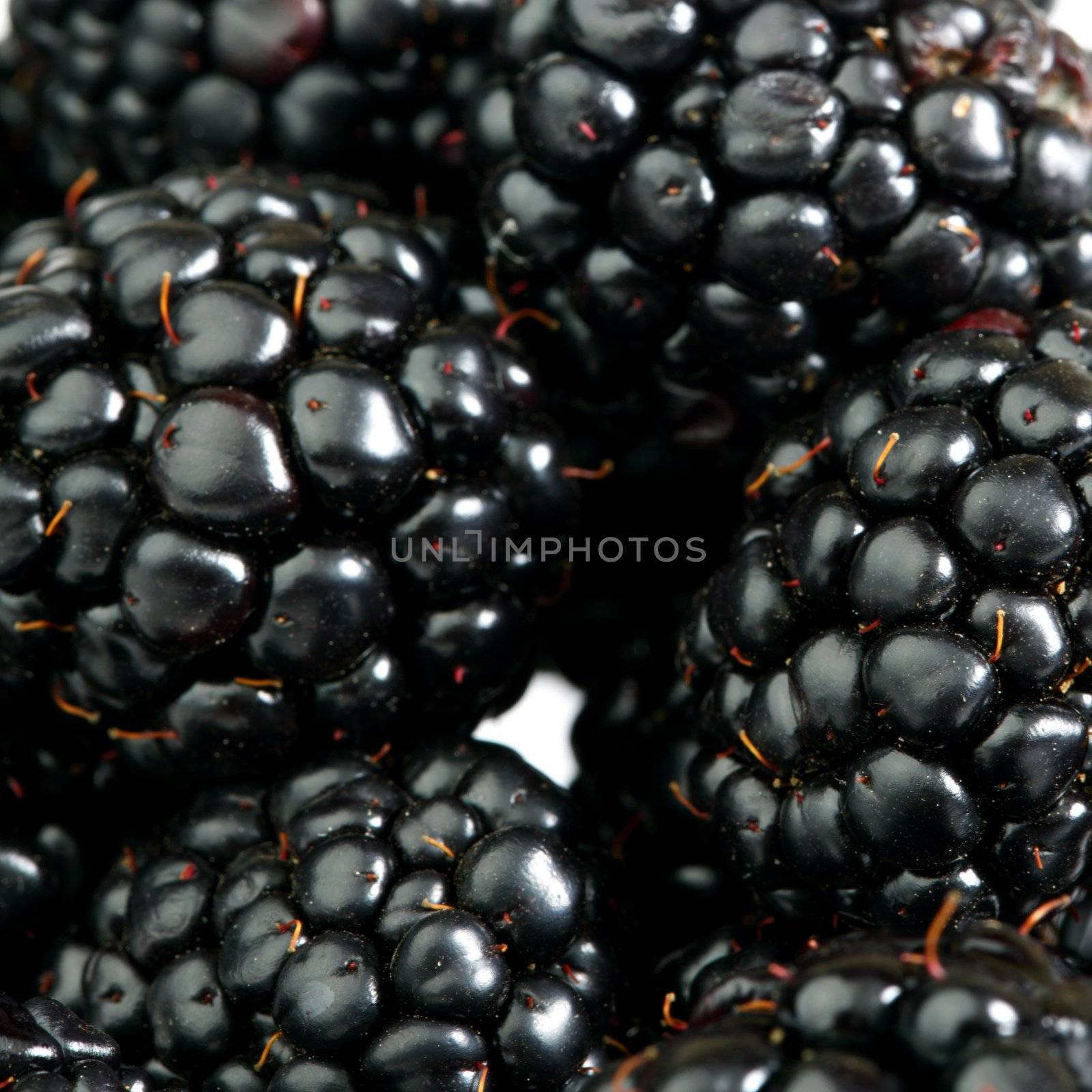 blackberry background macro close up