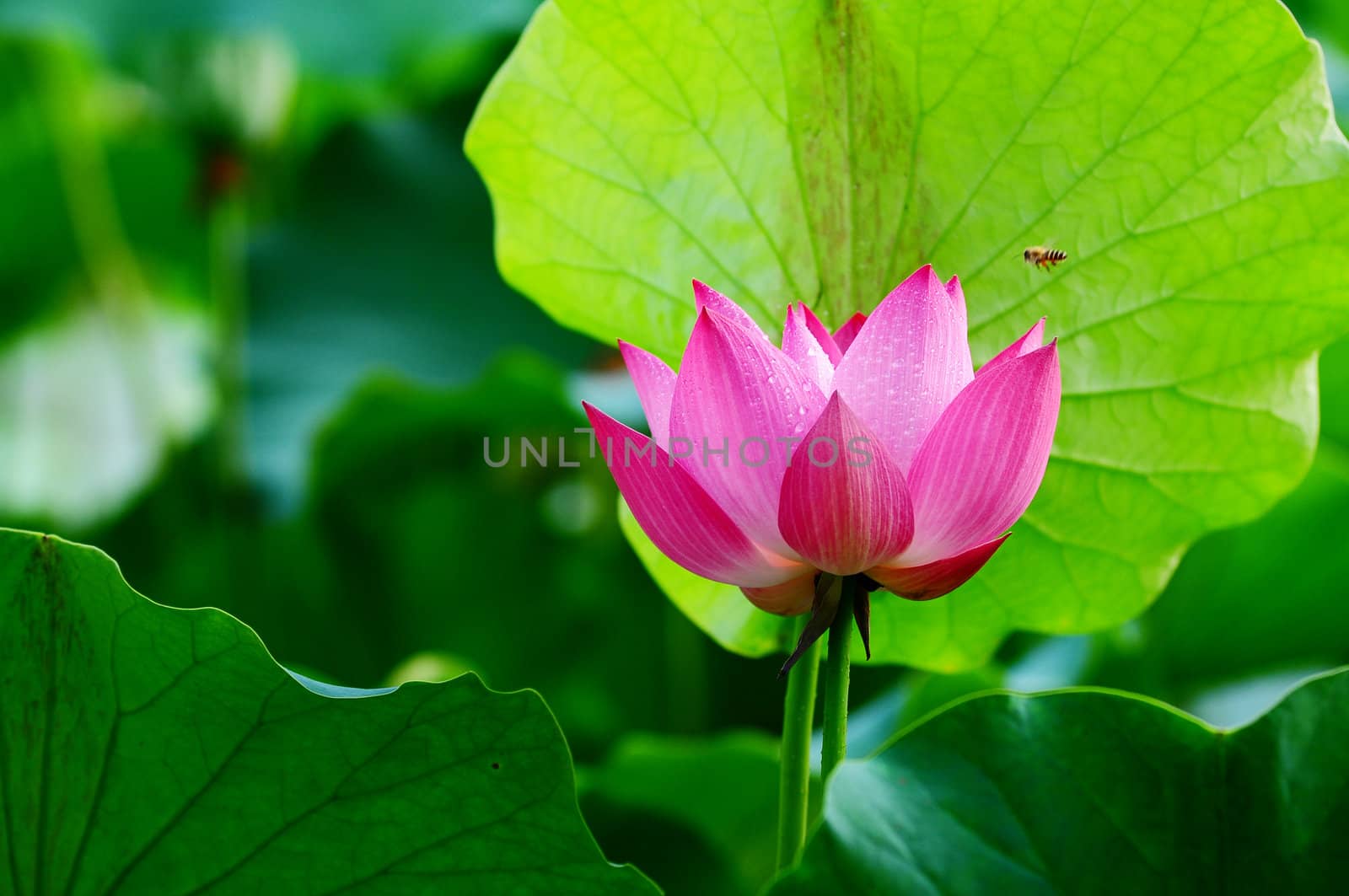 Lotus flower blooming in pond by bbbar