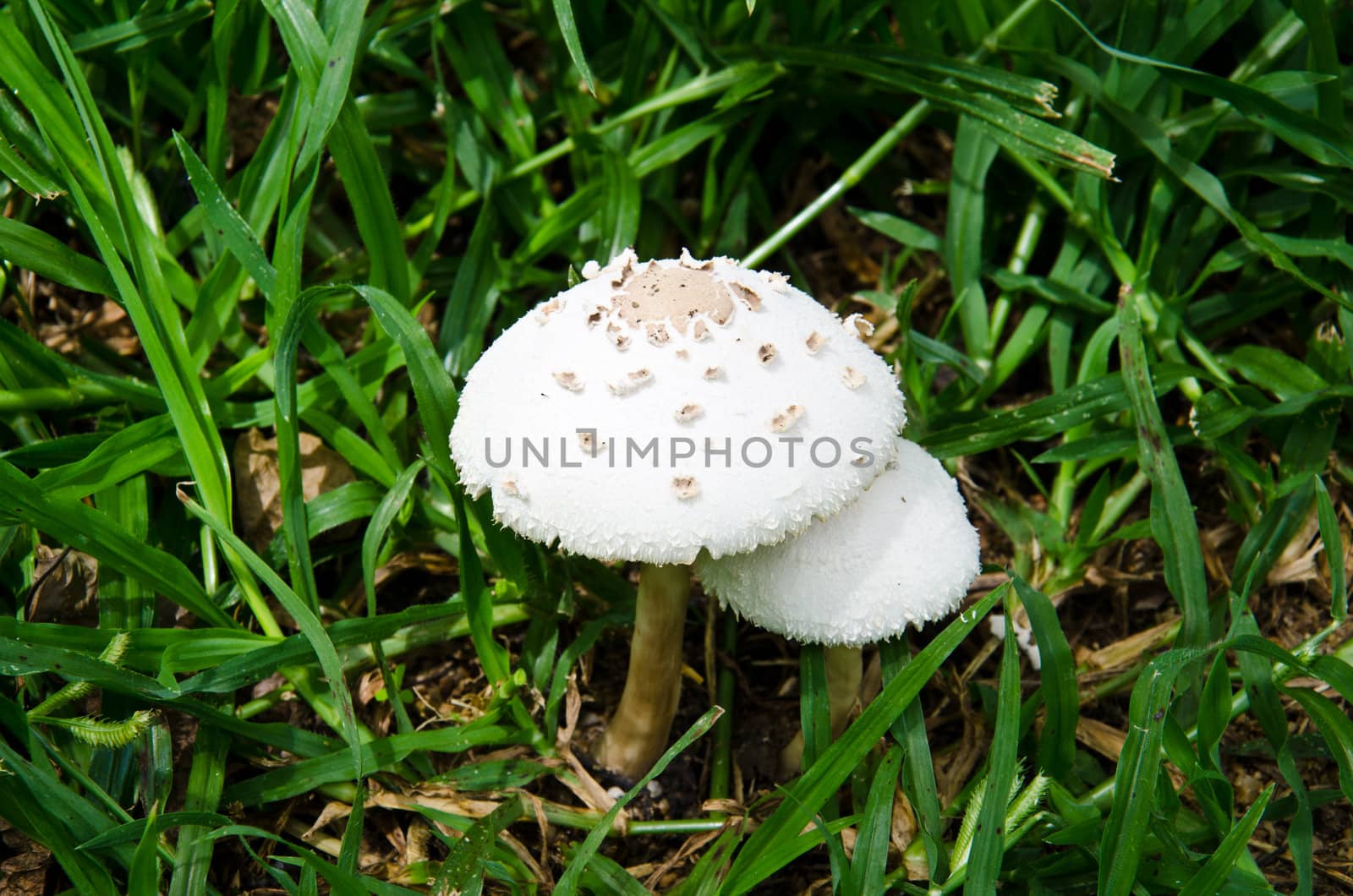 White mushroom on green grass