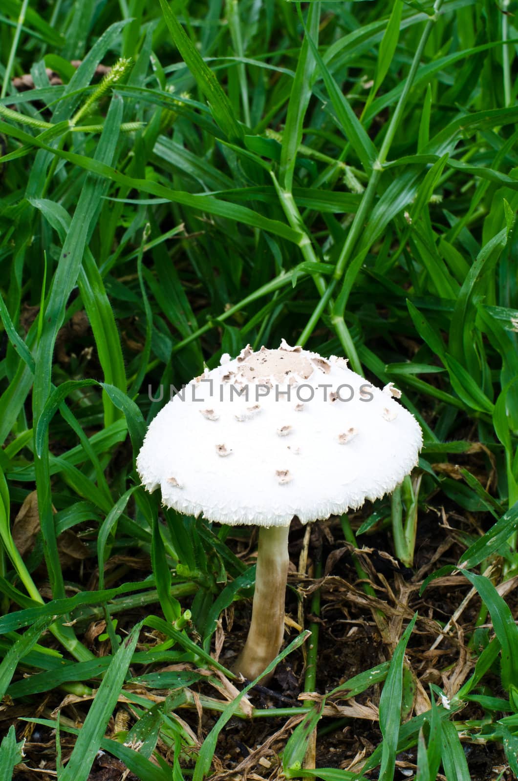 White mushroom  by chatchai