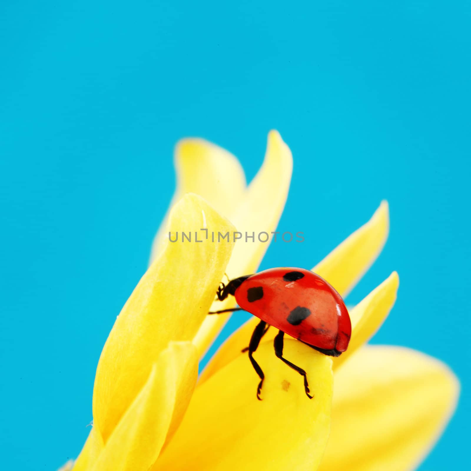 ladybug on sunflower blue background
