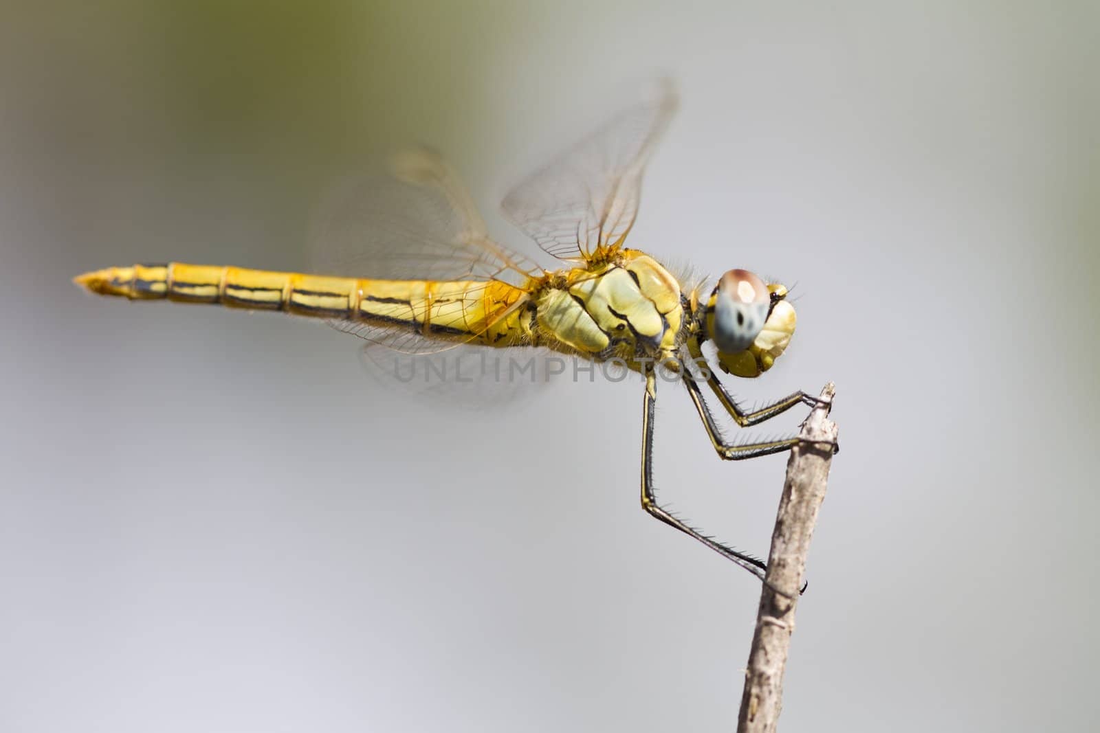 Close view detail of a female red-veined darter dragonfly.