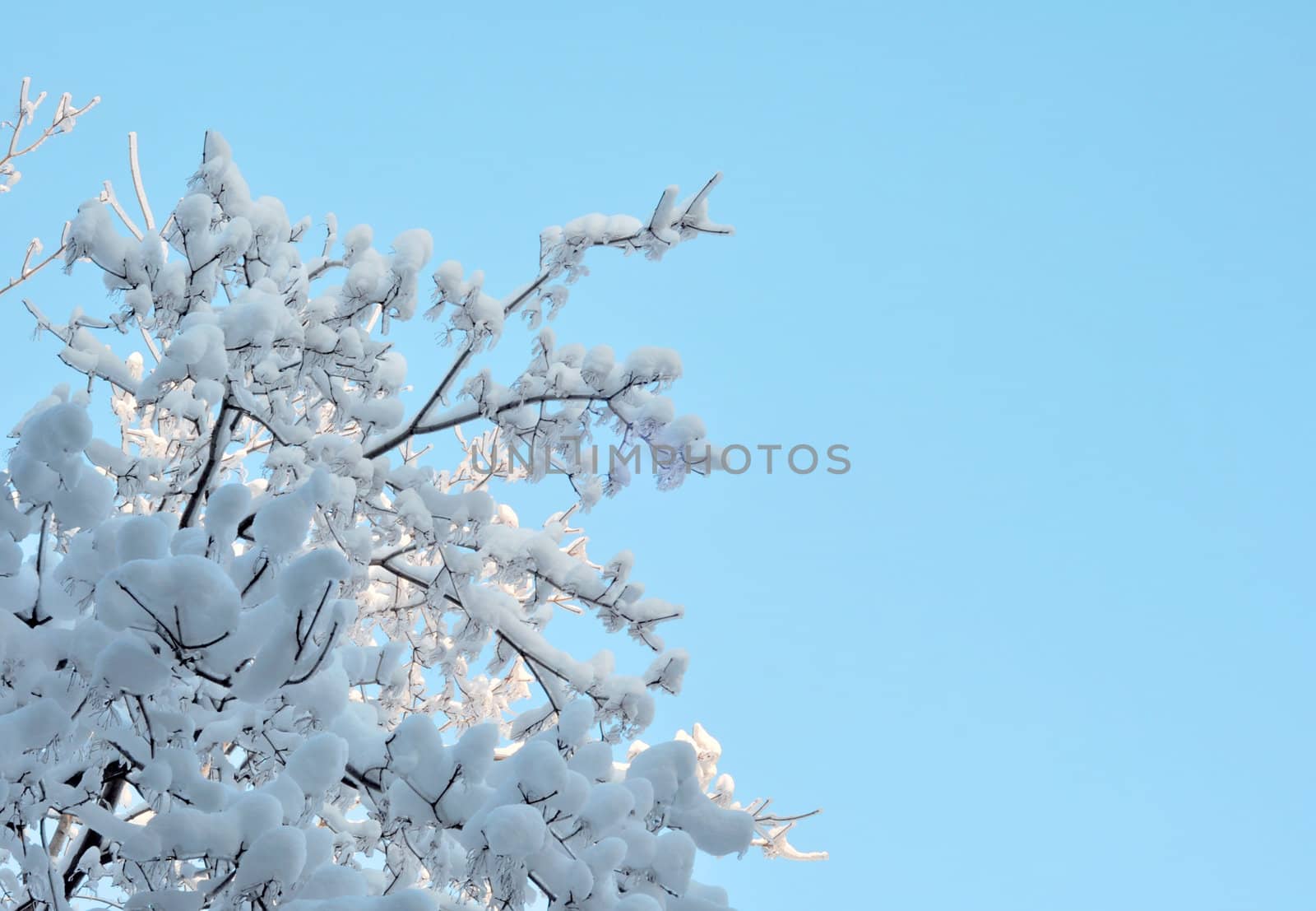 Snow and ice on branches. Russia, Moscow, December