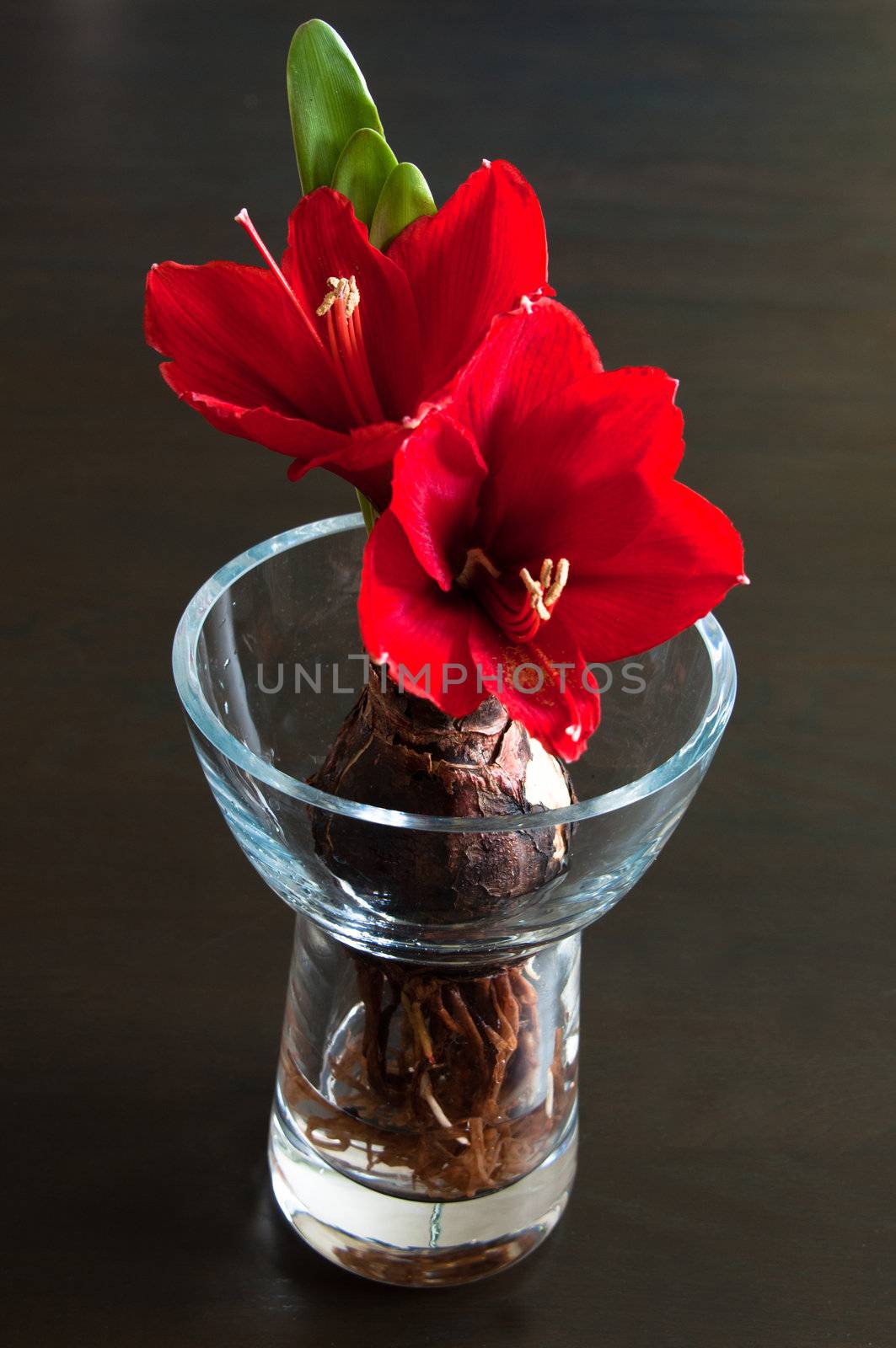 Close up of a red amaryllis with bulb and roots in glass vase on dark background