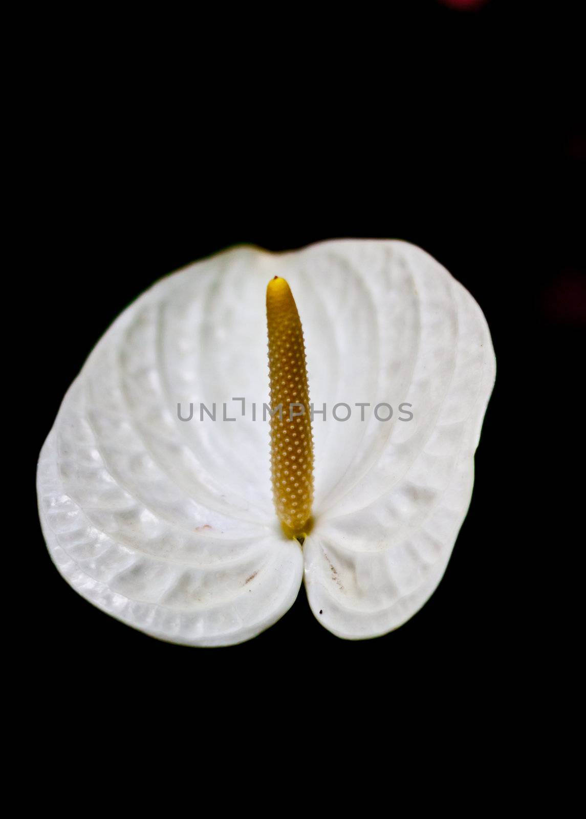  anthurium flower  by nikky1972