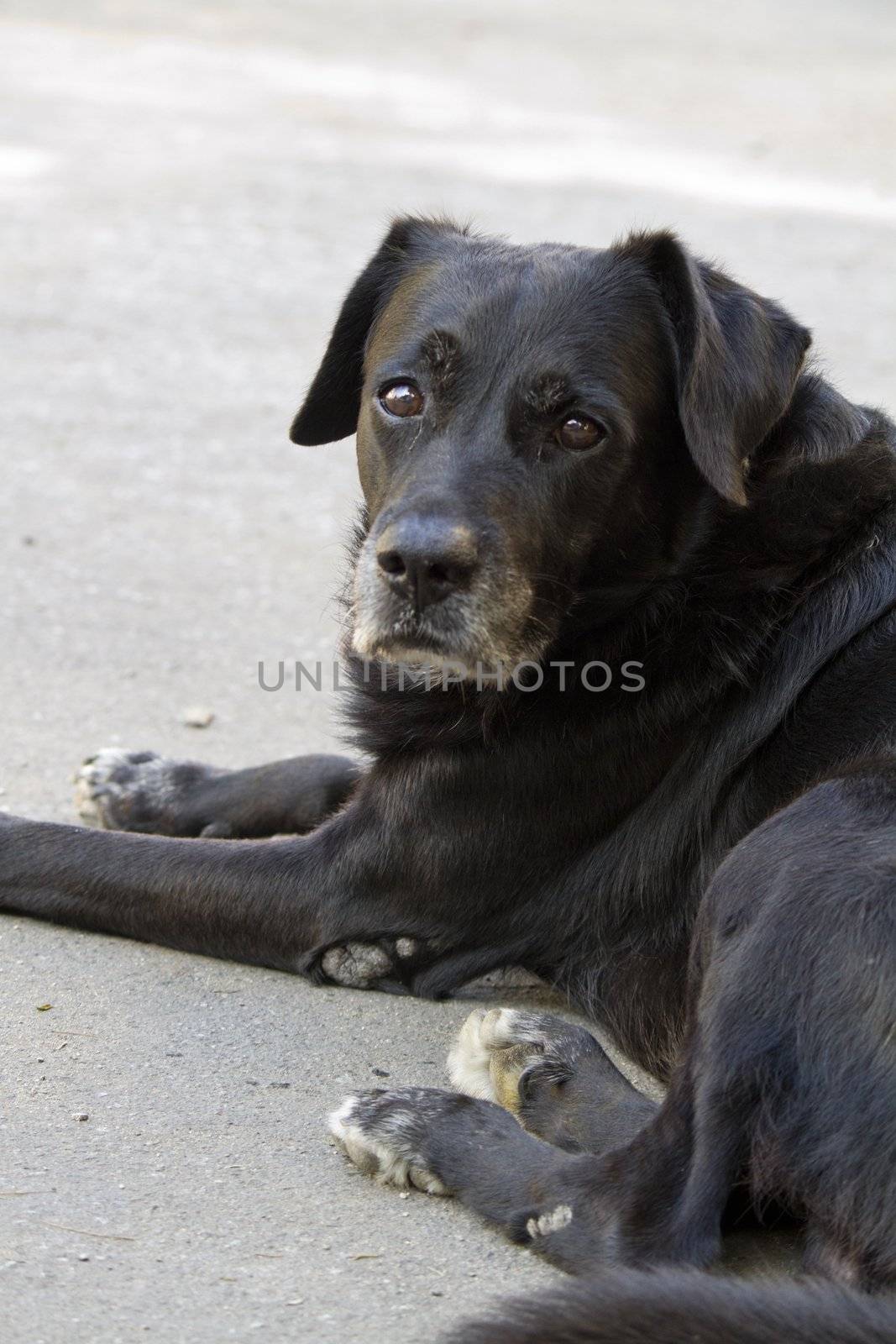 Close view of a black street domestic dog.