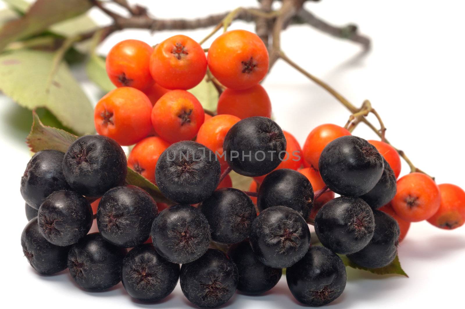 Berries red and black ashberry on a white background.