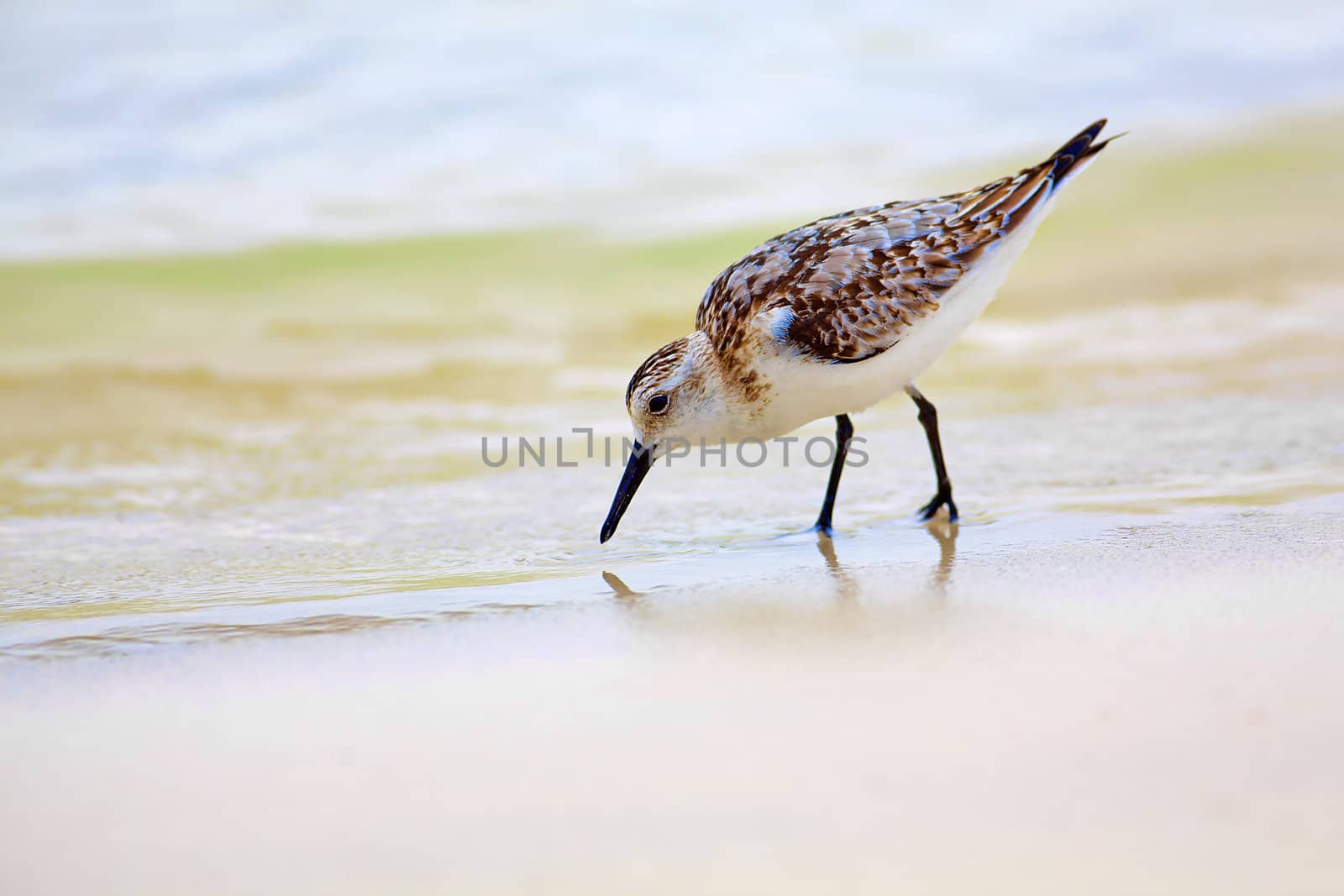 Mockingbird on Tortuga bay by kjorgen