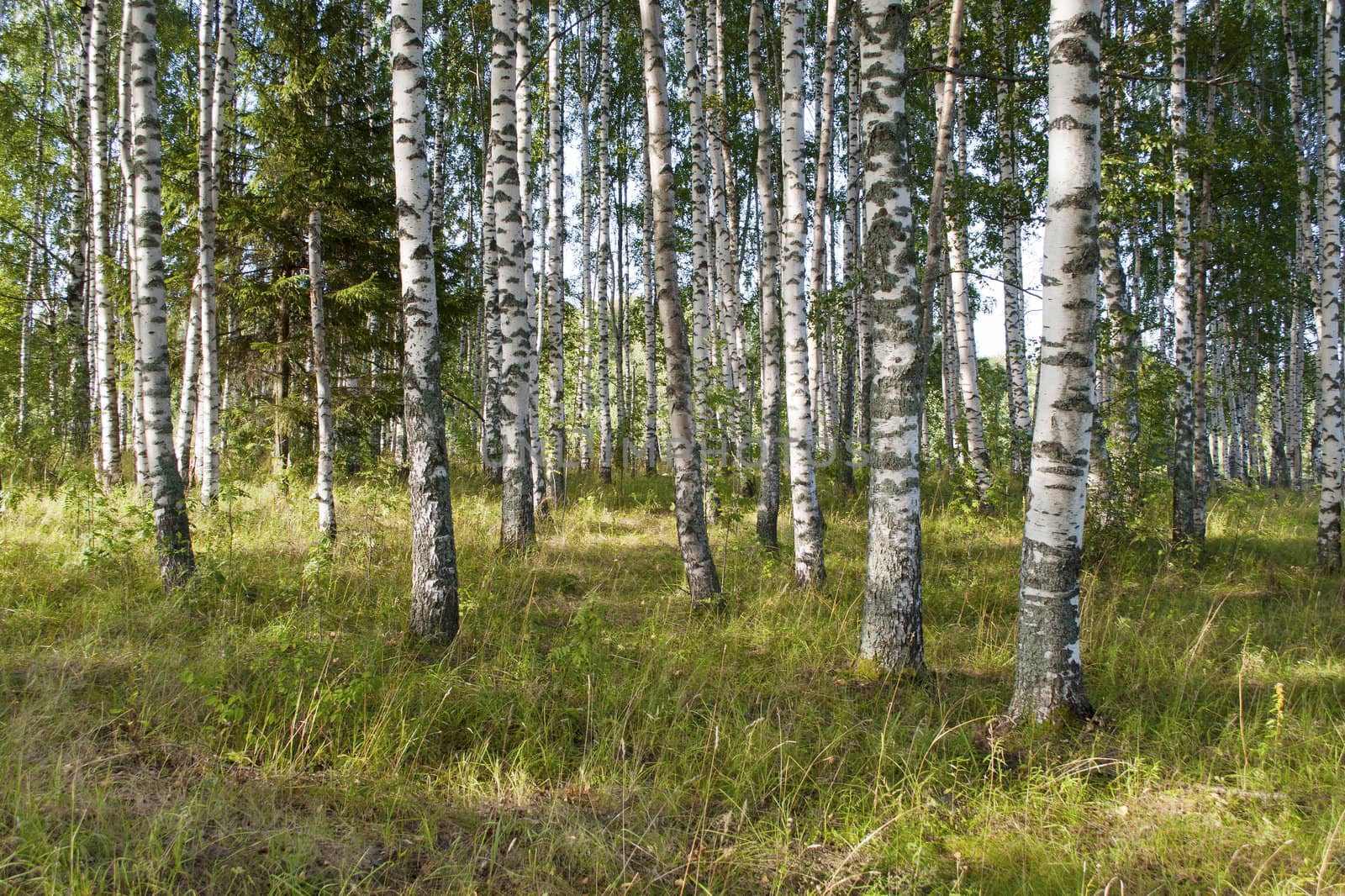 View of birch grove on sunny summer day