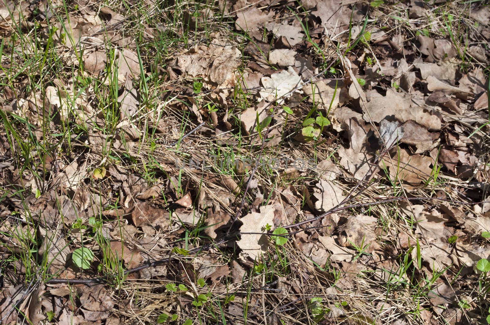Dry leaves of last year with the sample fresh grass