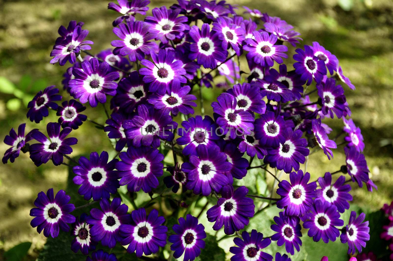 A Bunch of Purple Cineraria, Senecio hybridus