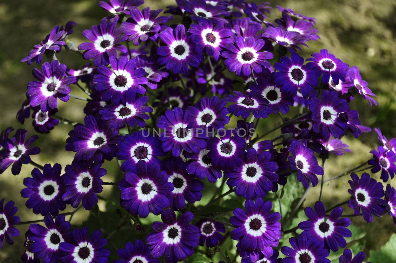 A Bunch of Purple Cineraria, Senecio hybridus
