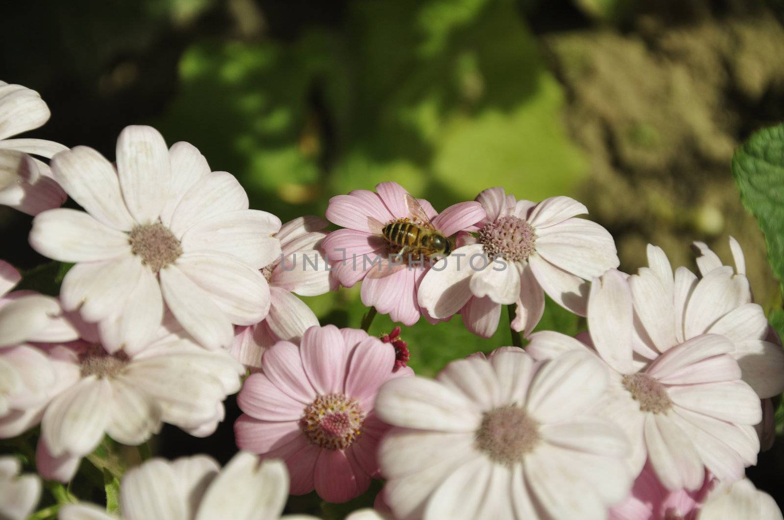A Bee on a Pink Cineraria, Senecio hybridus in a Garden