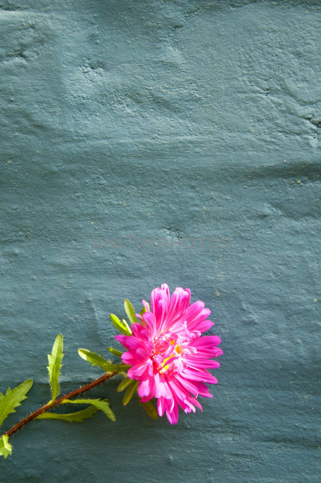 A Pink Aster Against a Blue Wall