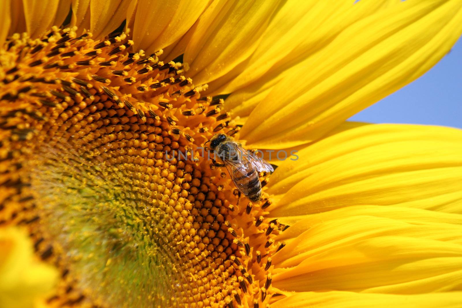 bright yellow sunflower and bee