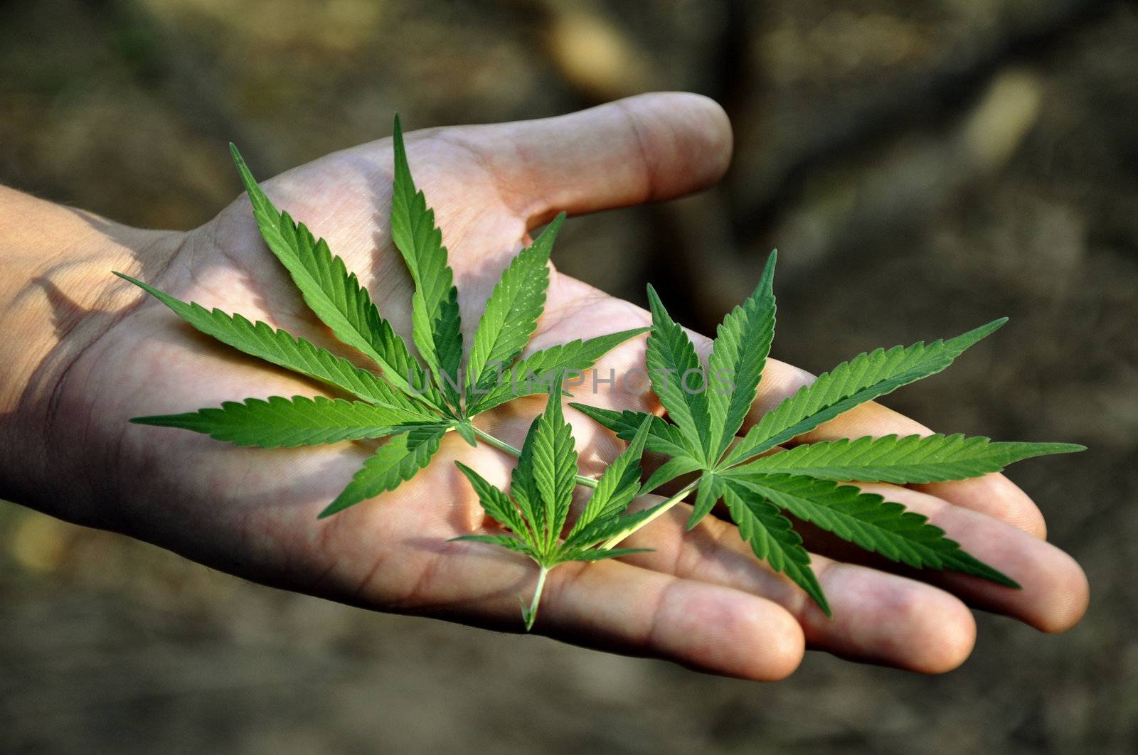 Marijuana leaves in a man's hand