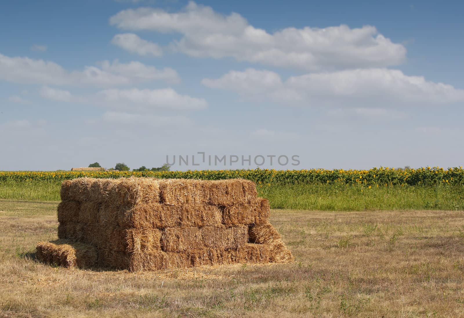 straw bale on field
