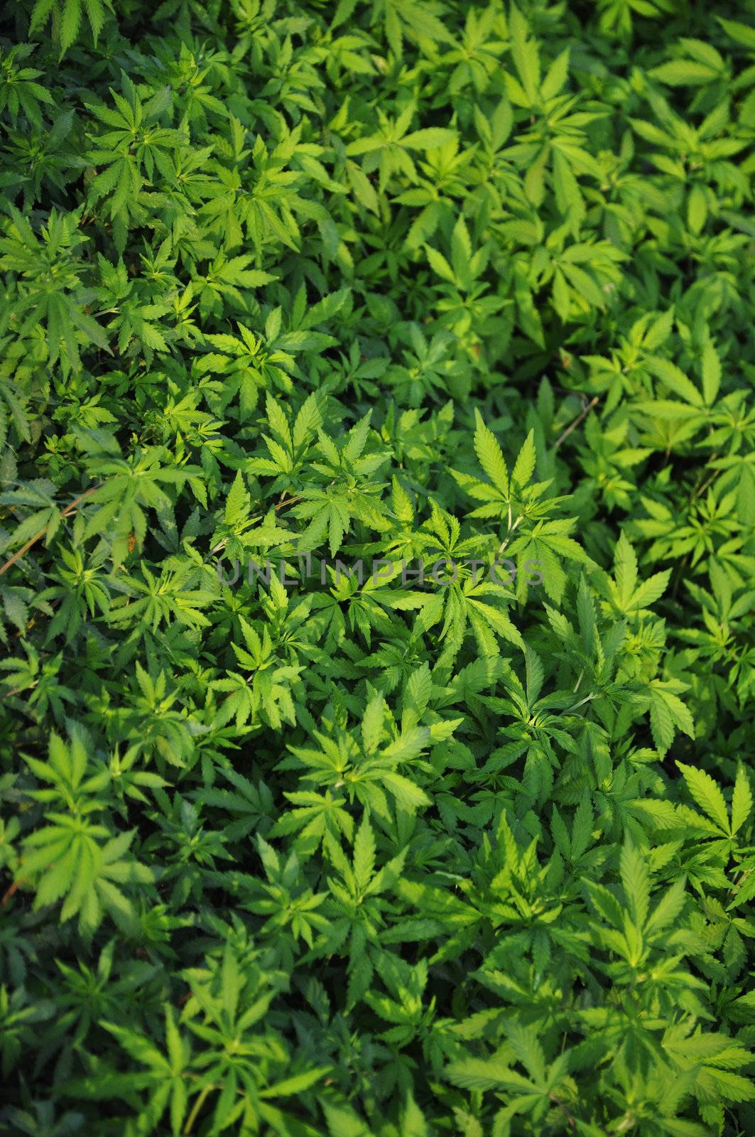 Marijuana Leaves by kdreams02
