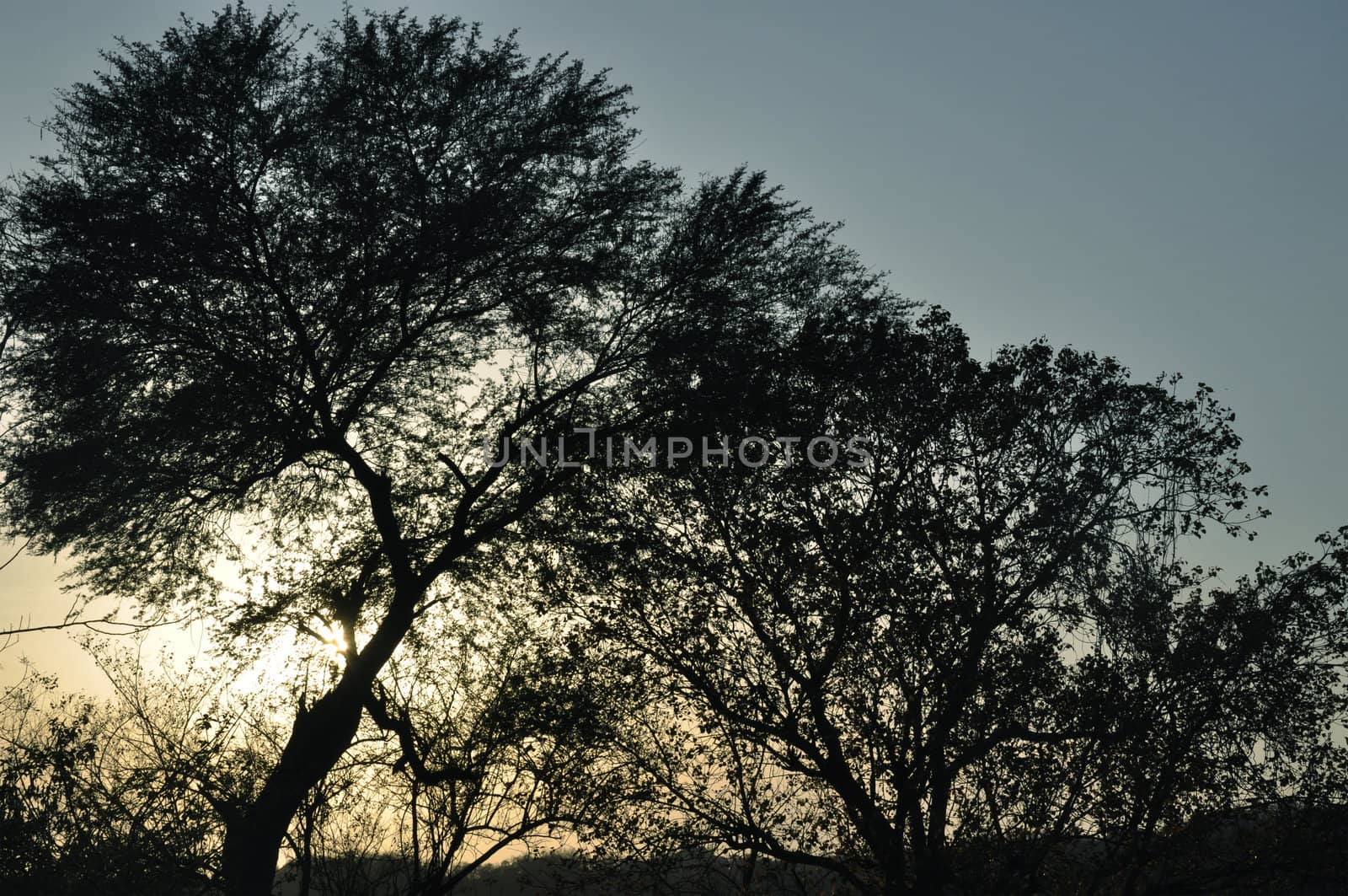 A Beautiful Tree at Sunset by kdreams02