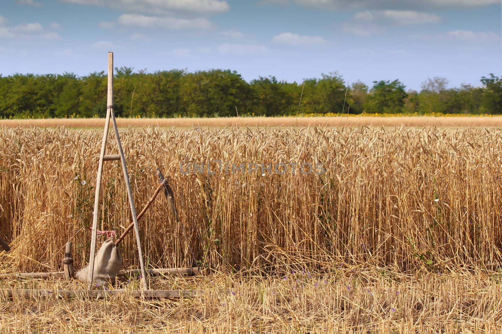 wheat field with old wooden rake