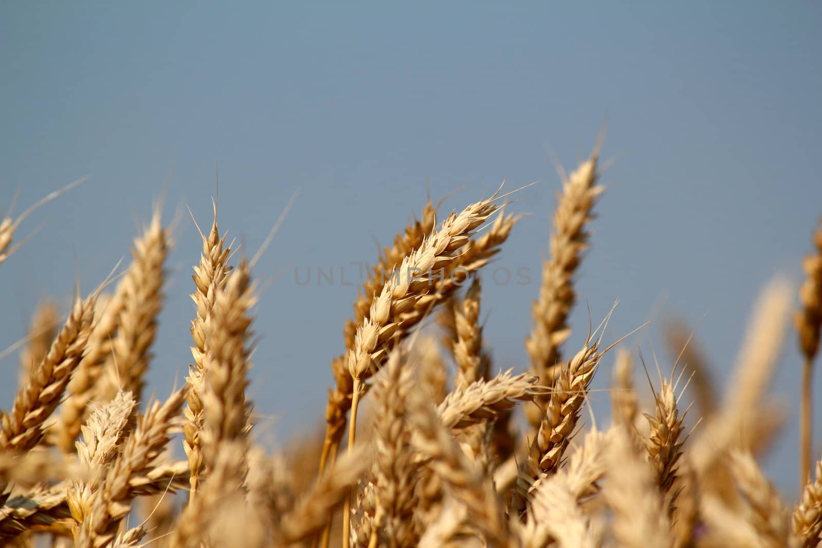 golden wheat field close up