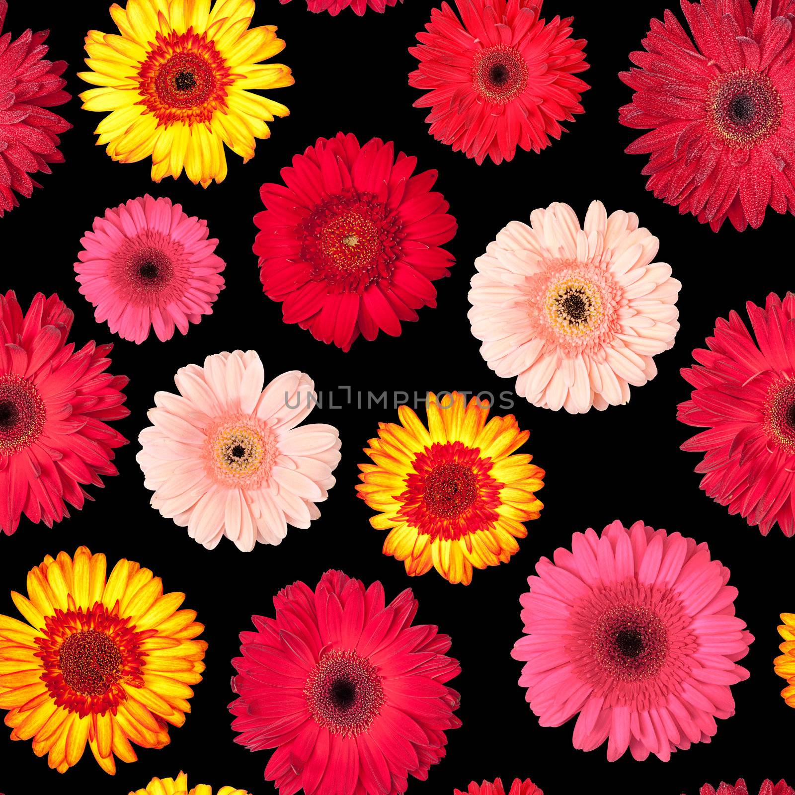 Seamless Pattern from Vibrant Gerbera Flowers, Wallpaper with black backdrop