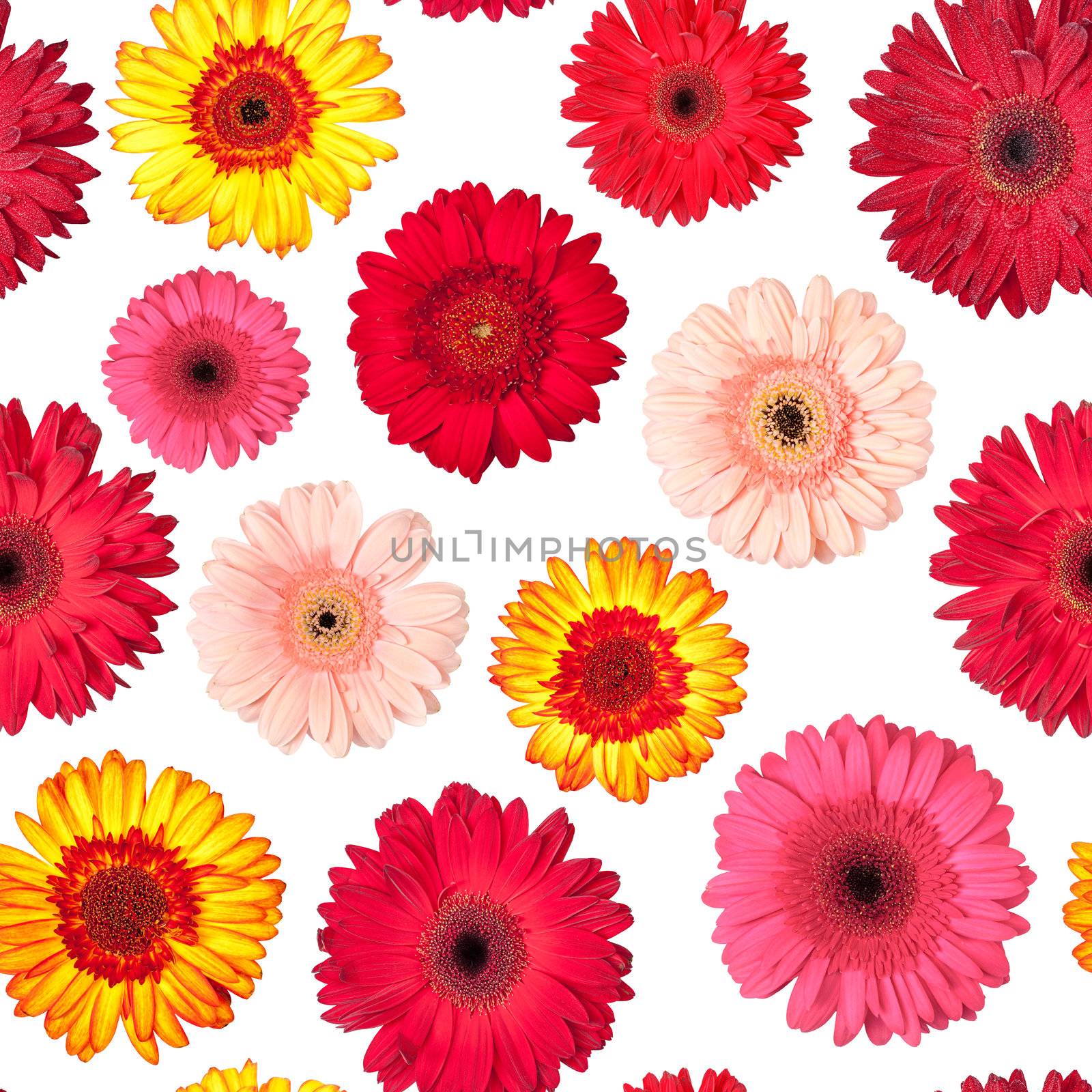 Seamless Pattern from Vibrant Gerbera Flowers, Wallpaper with white backdrop
