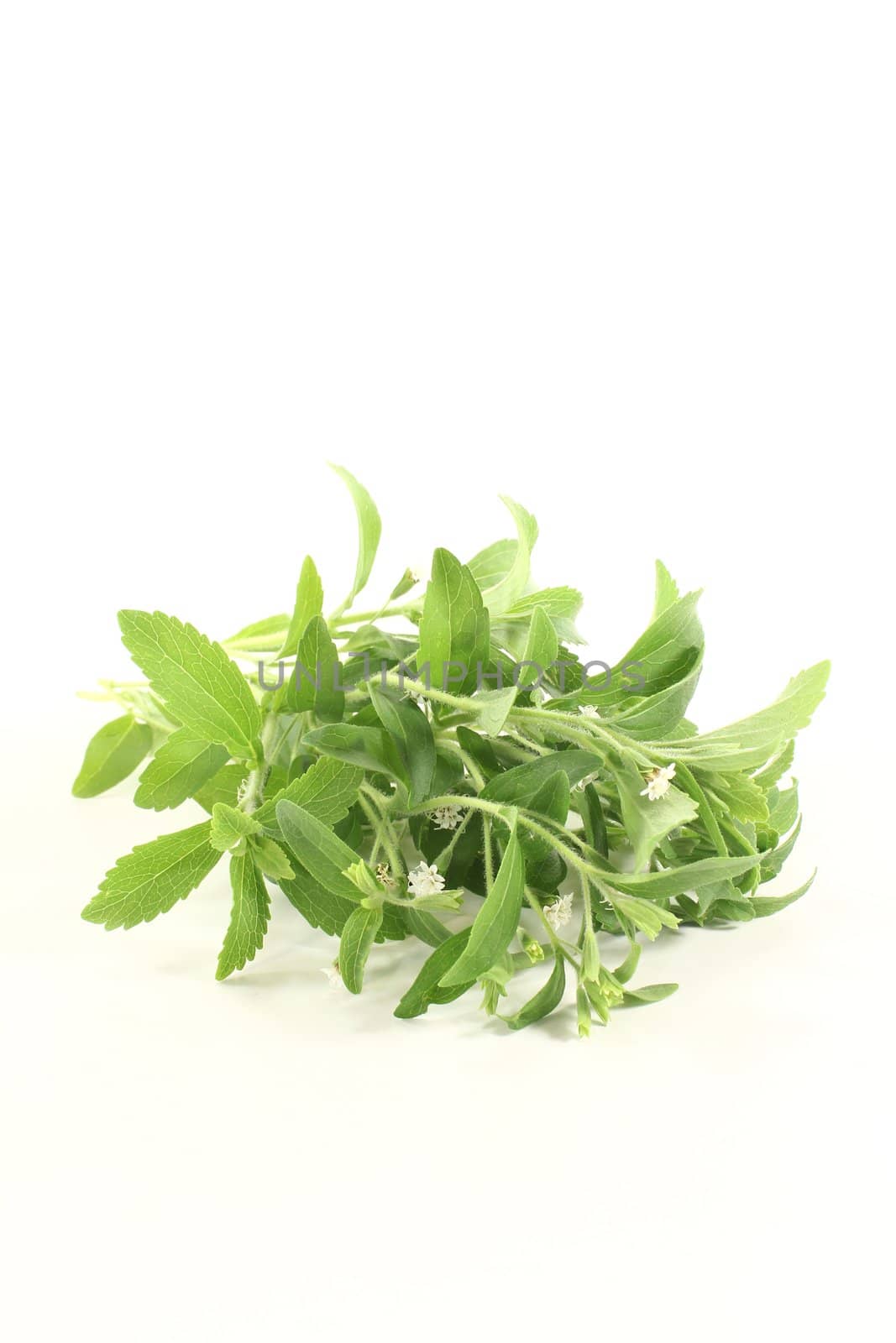 green Stevia with white flowers on a light background