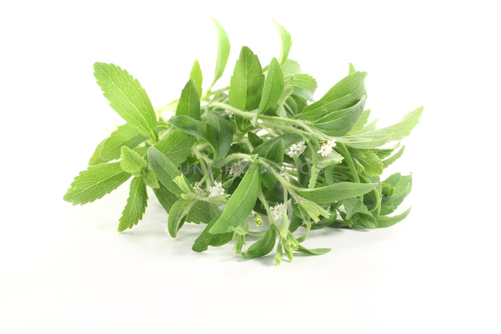 fresh Stevia with flowers on a light background