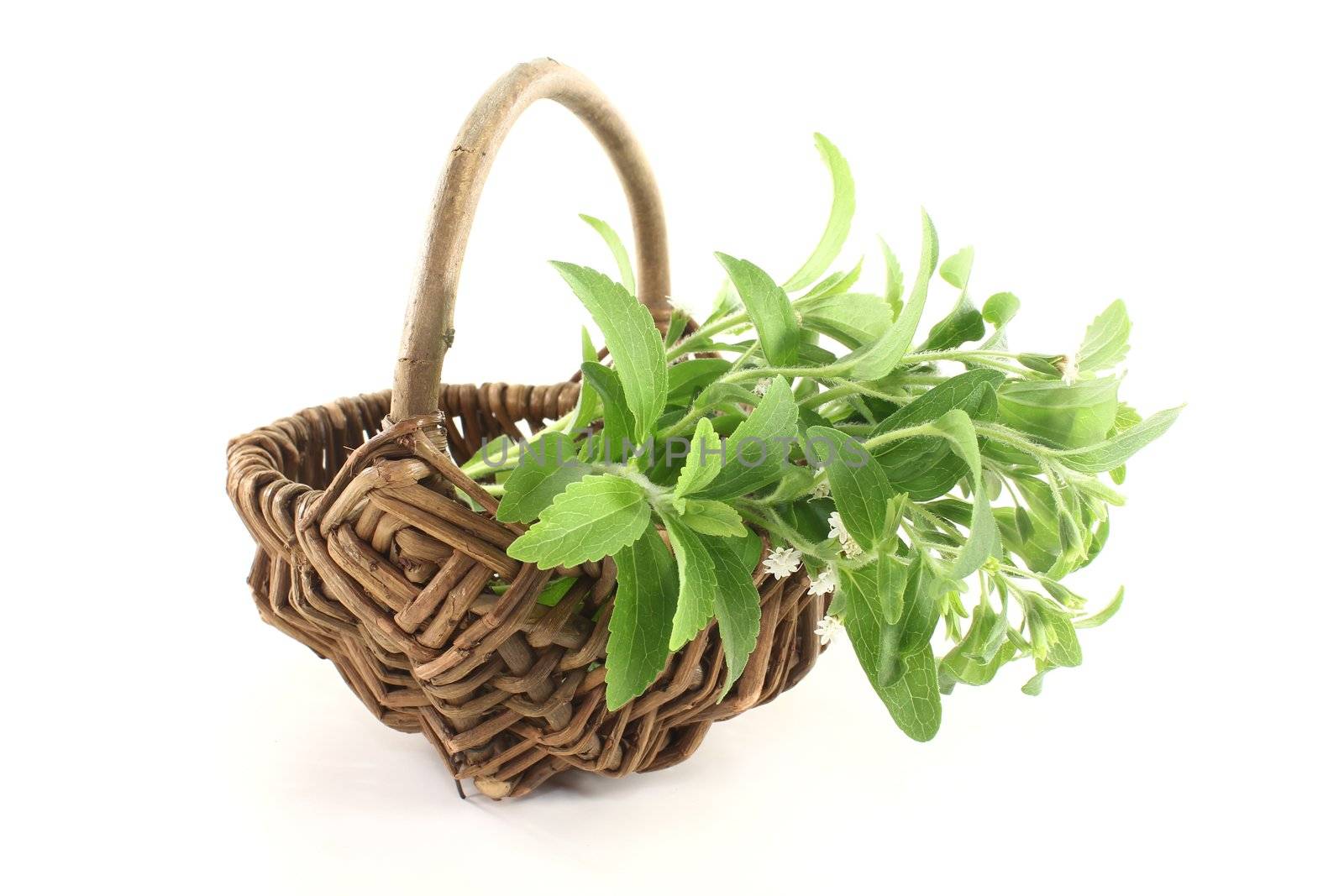 fresh green Stevia with flowers on a bright background