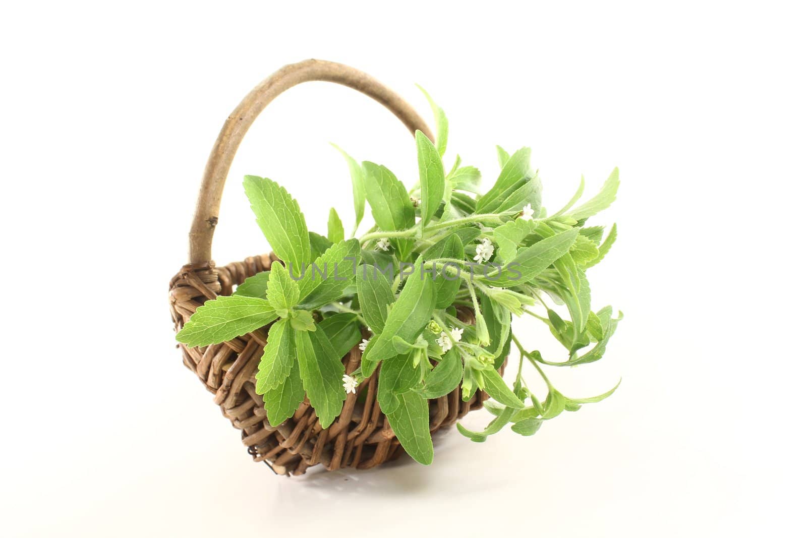 green Stevia by discovery