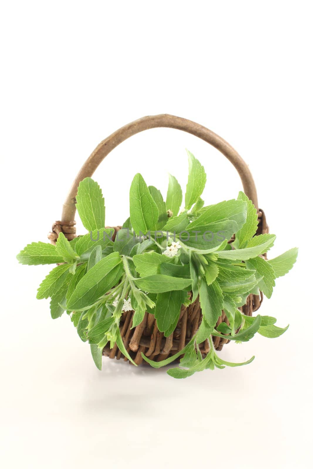 fresh green Stevia with white flowers in a basket on light background