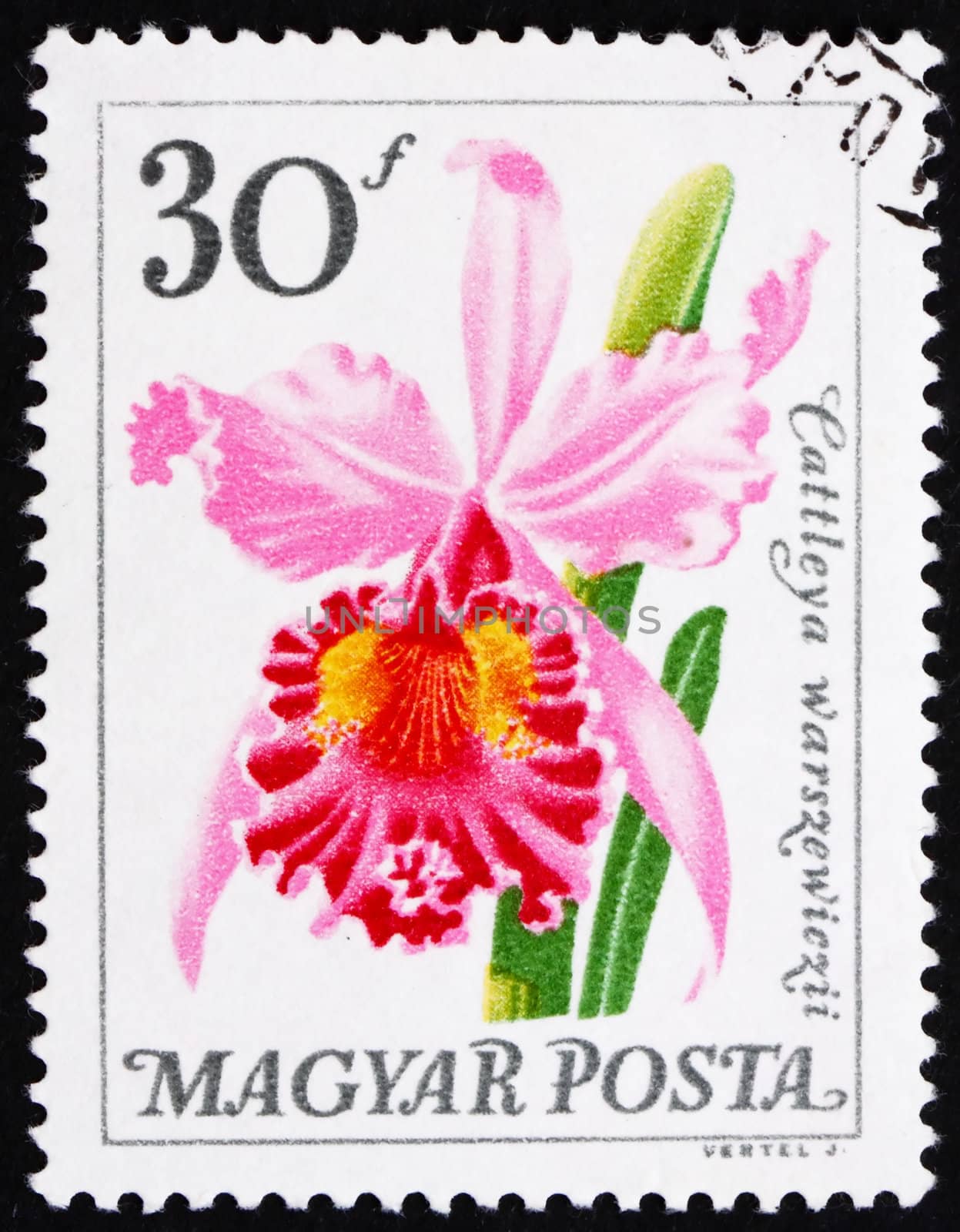 HUNGARY - CIRCA 1965: a stamp printed in the Hungary shows Flower, Cattleya Warszewiczii, Orchid, circa 1965