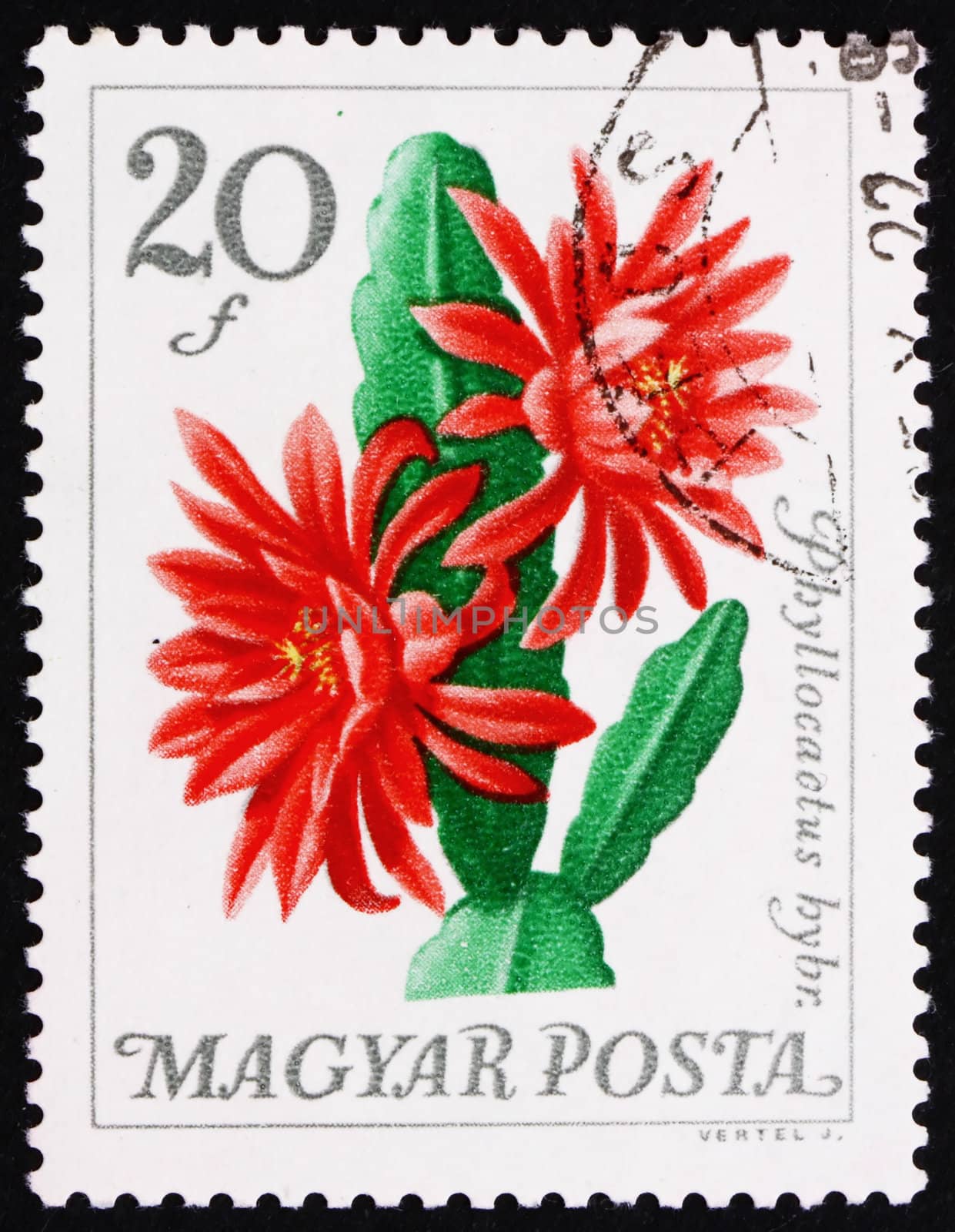 HUNGARY - CIRCA 1965: a stamp printed in the Hungary shows Flower, Phyllocactus Hybridus, Cactus, circa 1965