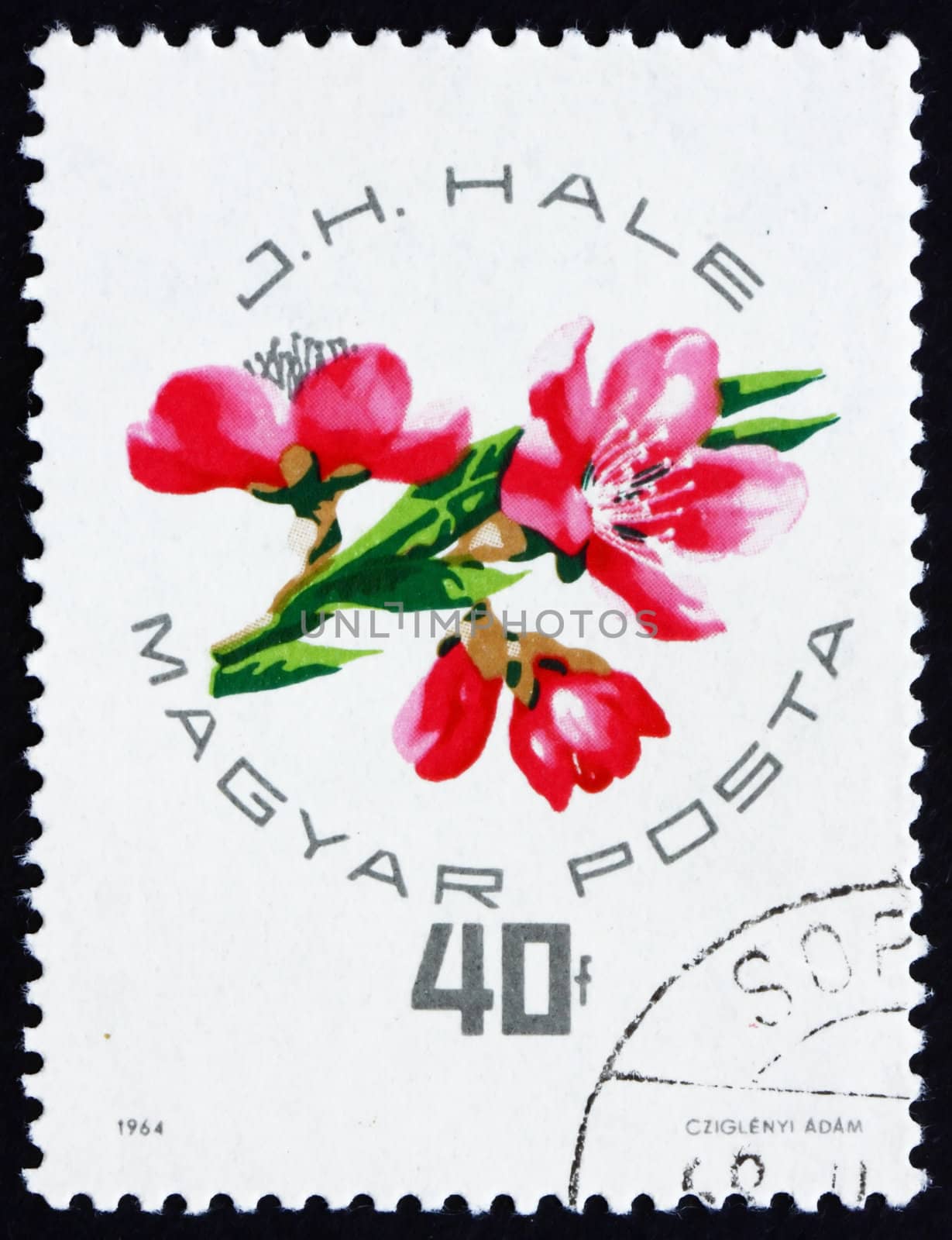 HUNGARY - CIRCA 1964: a stamp printed in the Hungary shows Peach Blossoms, circa 1964