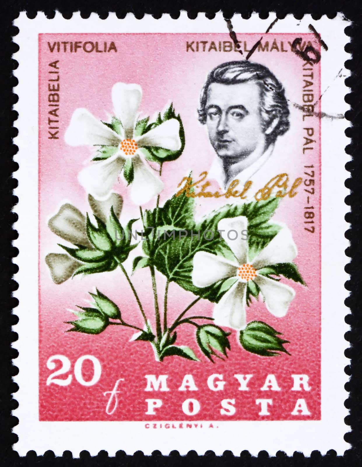 HUNGARY - CIRCA 1967: a stamp printed in the Hungary shows Pal Kitaibel, botanist, chemist, and Kitaibelia Vitifolia, circa 1967