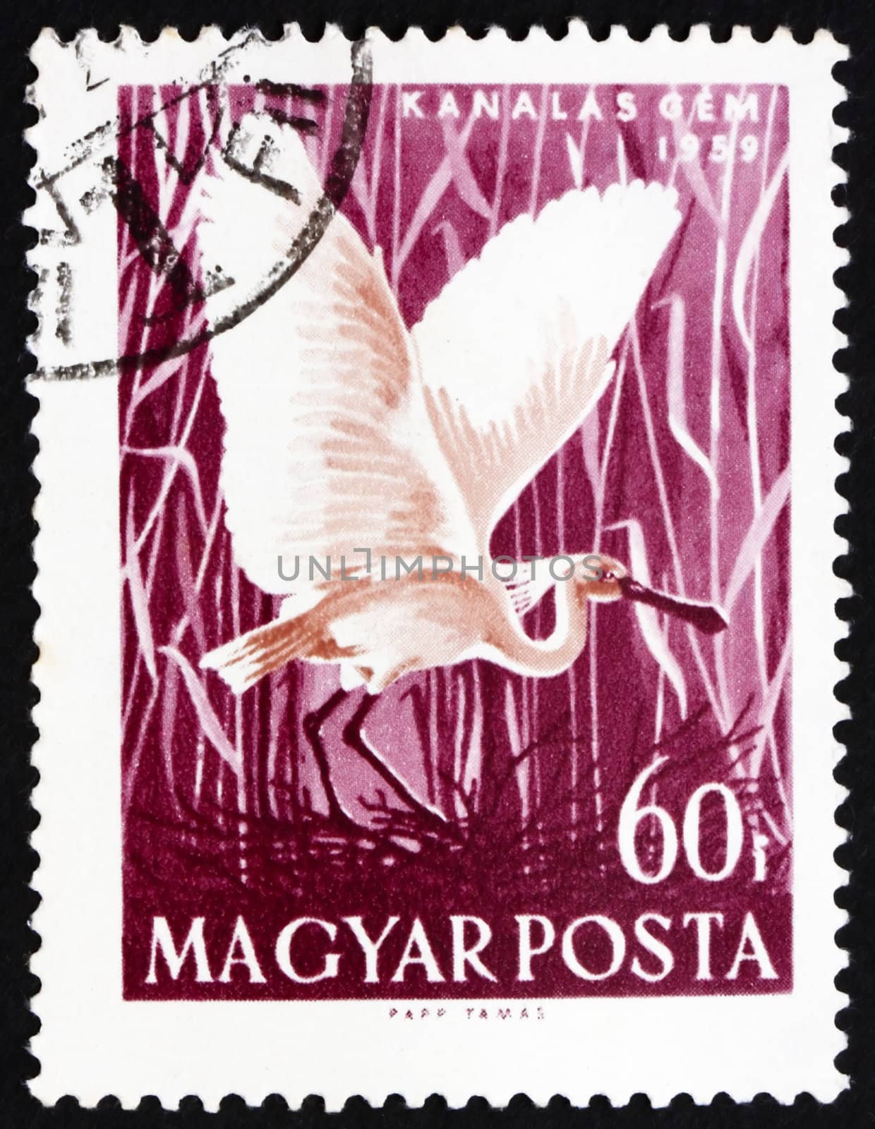 HUNGARY - CIRCA 1959: a stamp printed in the Hungary shows White Spoonbill, Platalea Leucordia, Bird, circa 1959