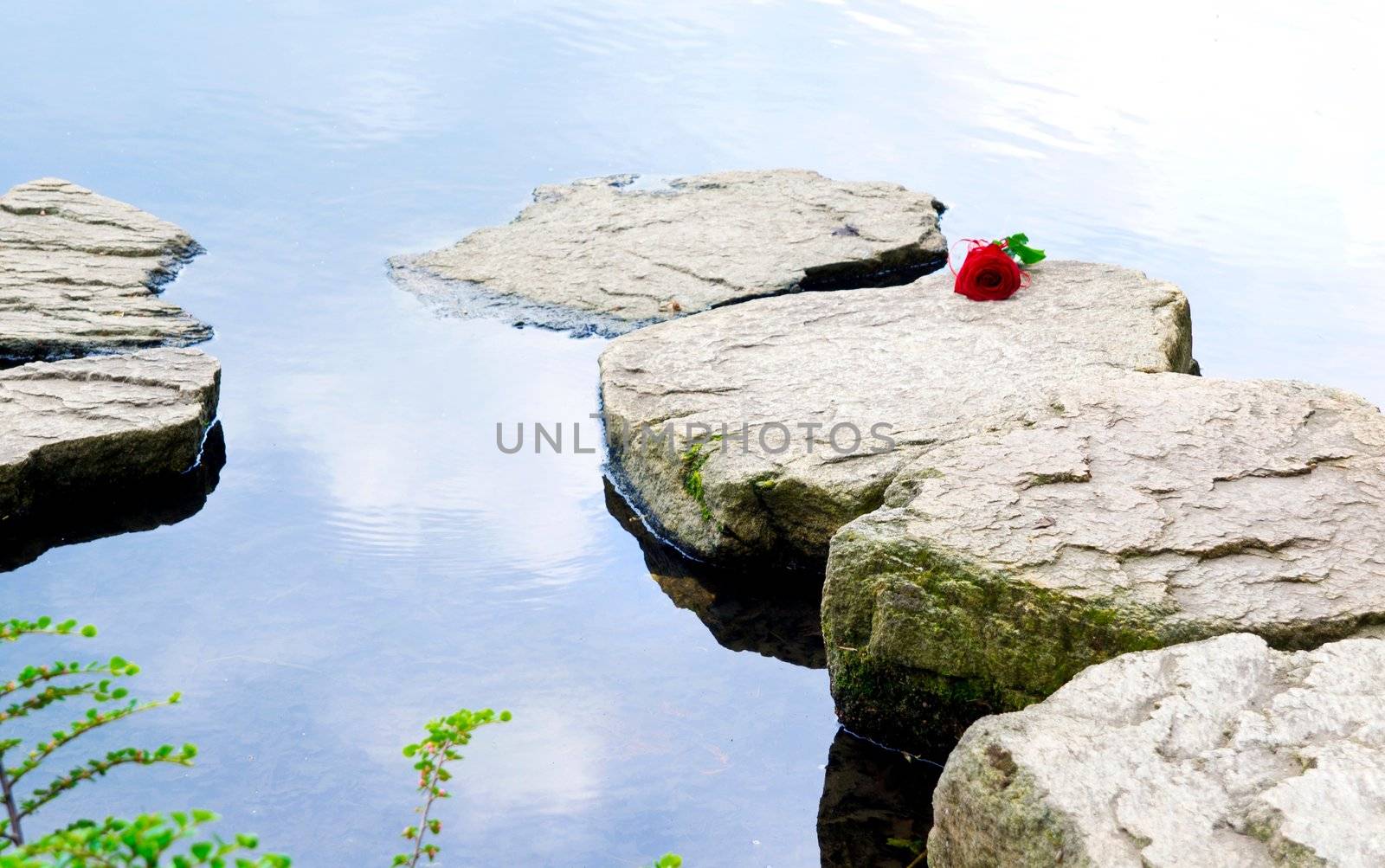 Single rose on the rocks by simpson33