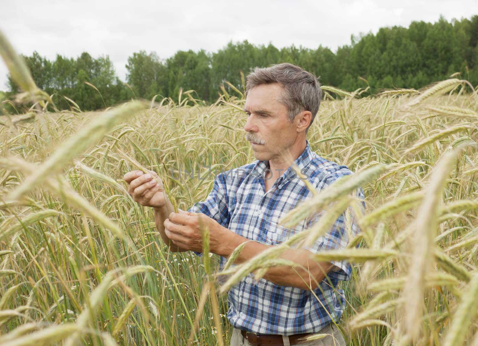 The farmer inspects a field of rye