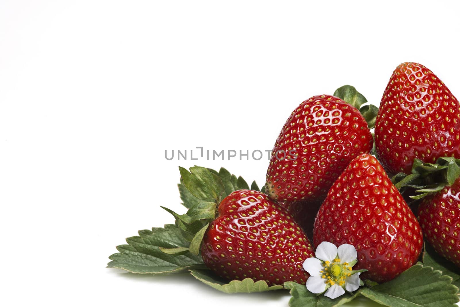 Strawberries with their leaves isolated on a white background