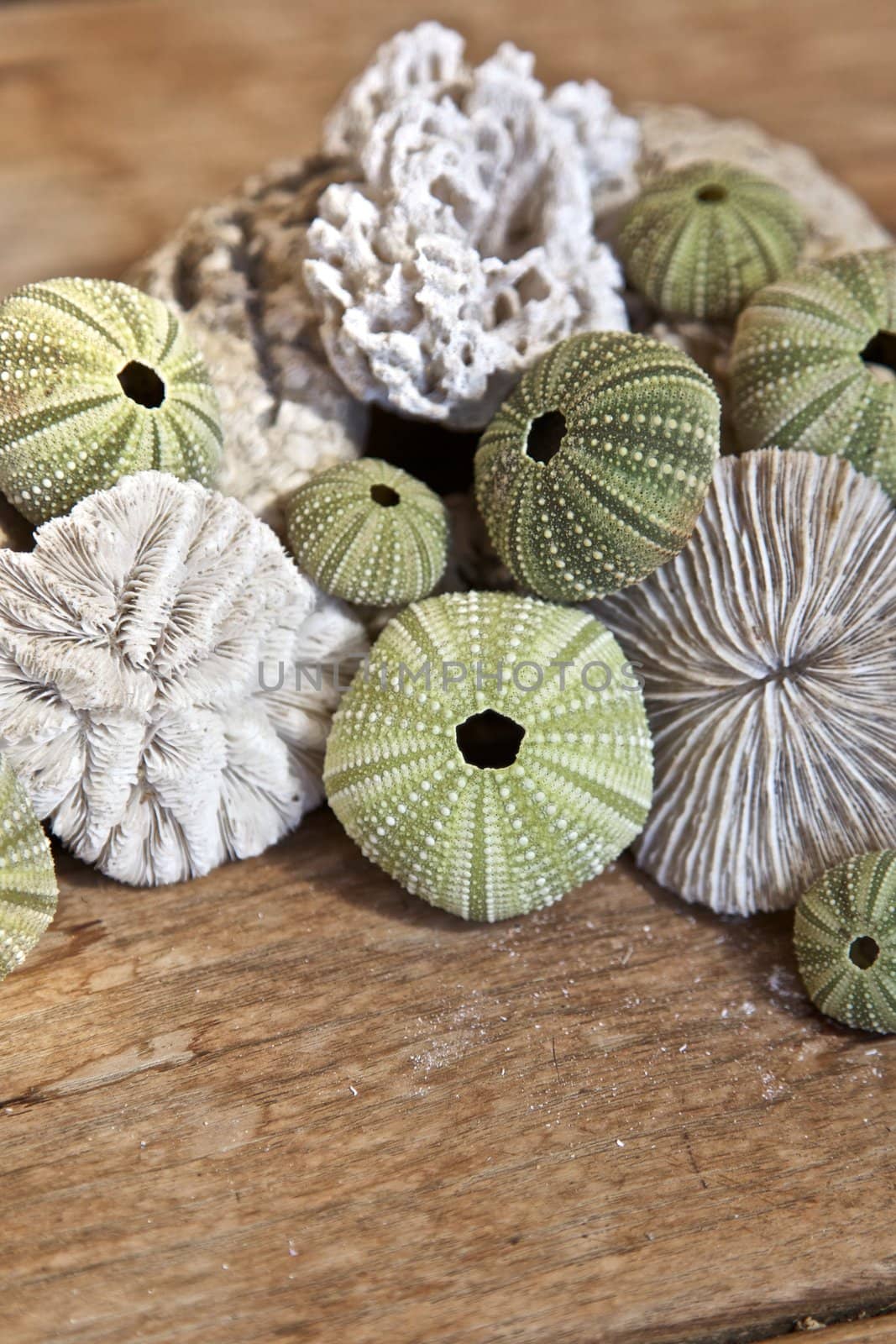 Sea urchins by instinia