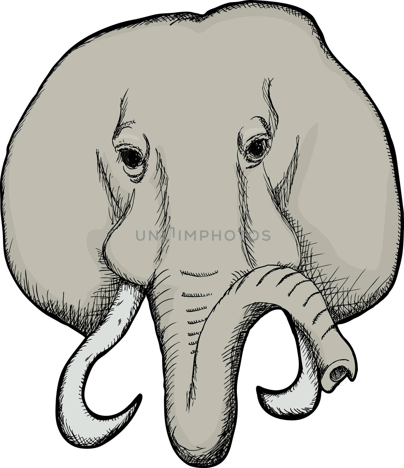 Sketch of an African Elephant with curled tusks over white