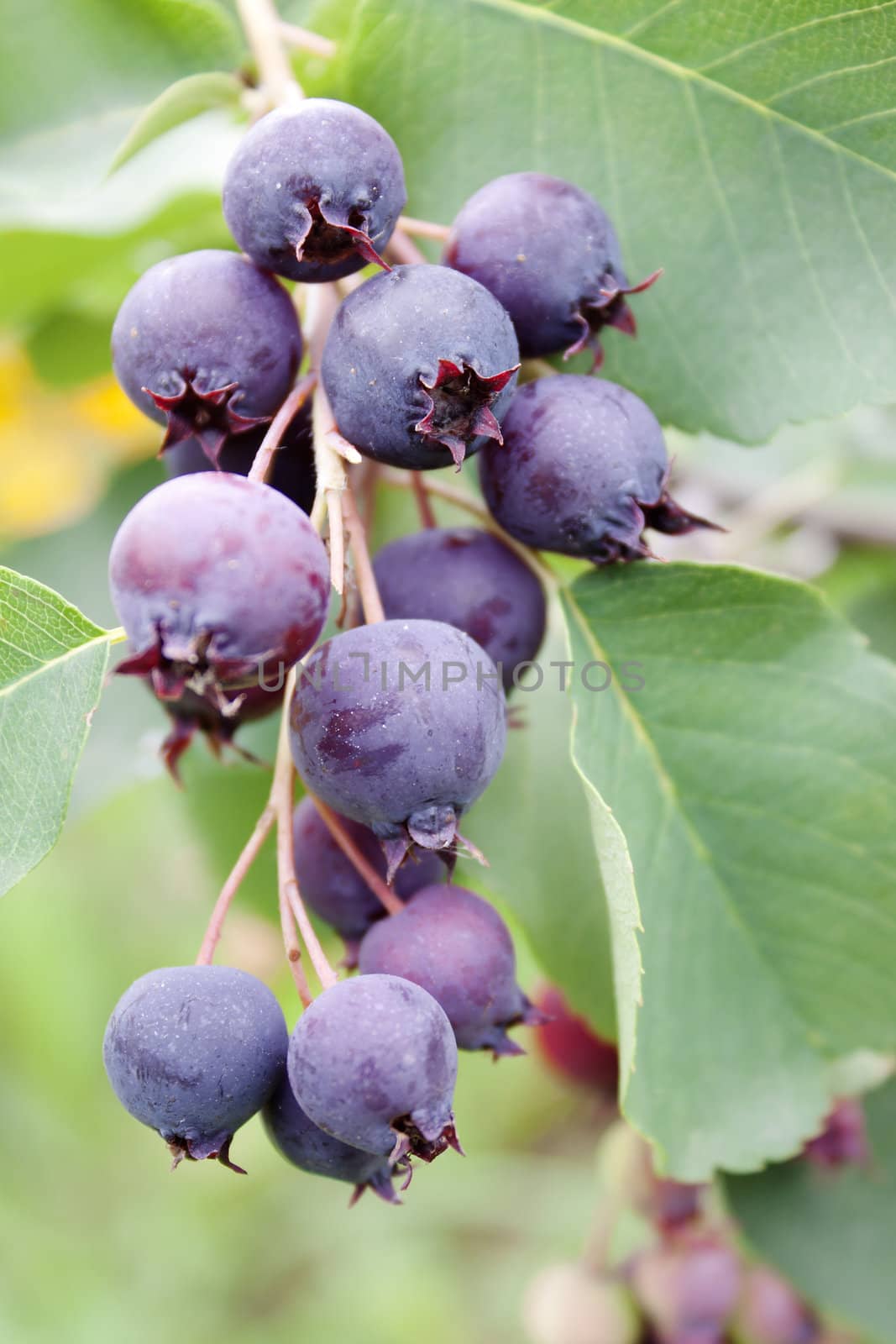 Shadberry berries in the garden are ripe in July