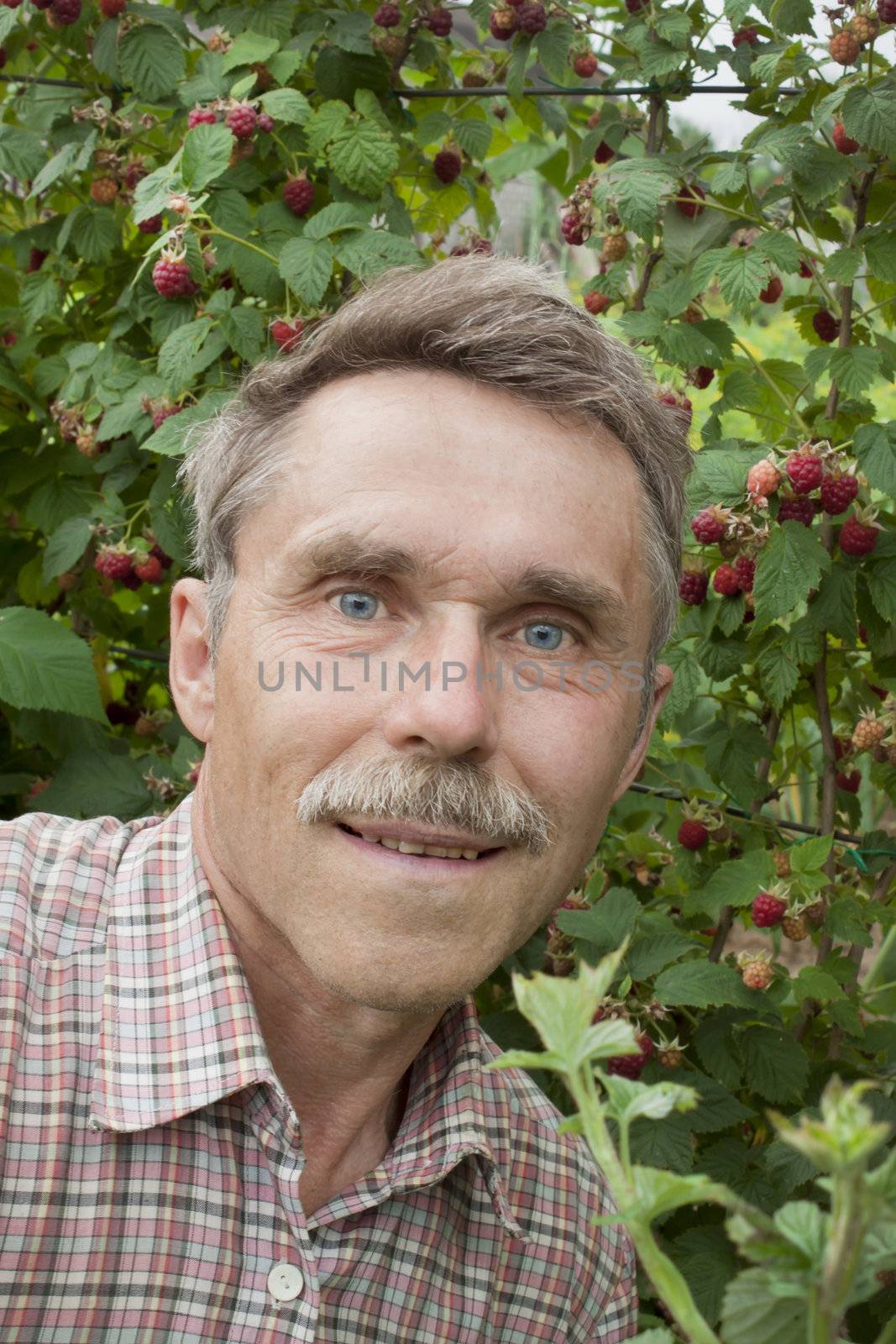 An elderly gardener in the garden near the bushes raspberry