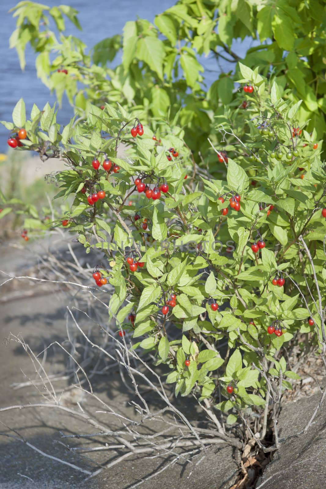 Nightshade bush with berries on the river