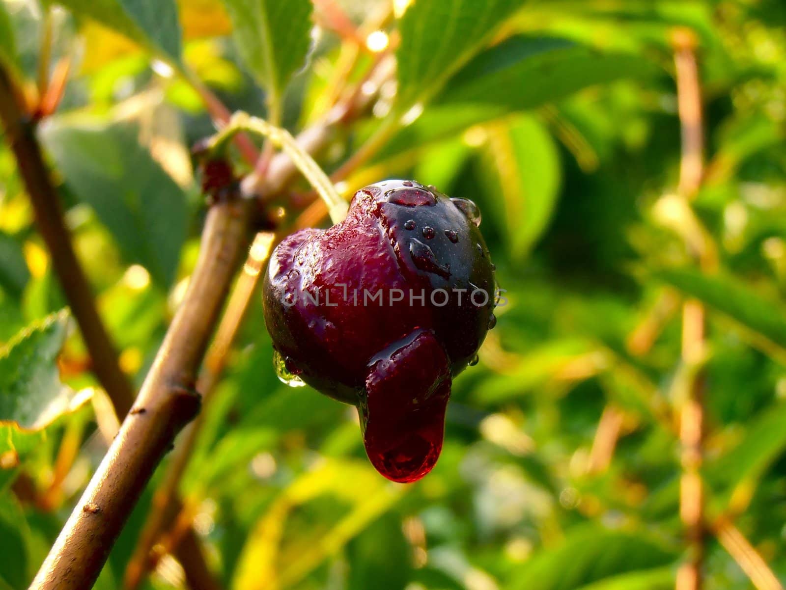 Cherry after the attacks of birds in the garden.