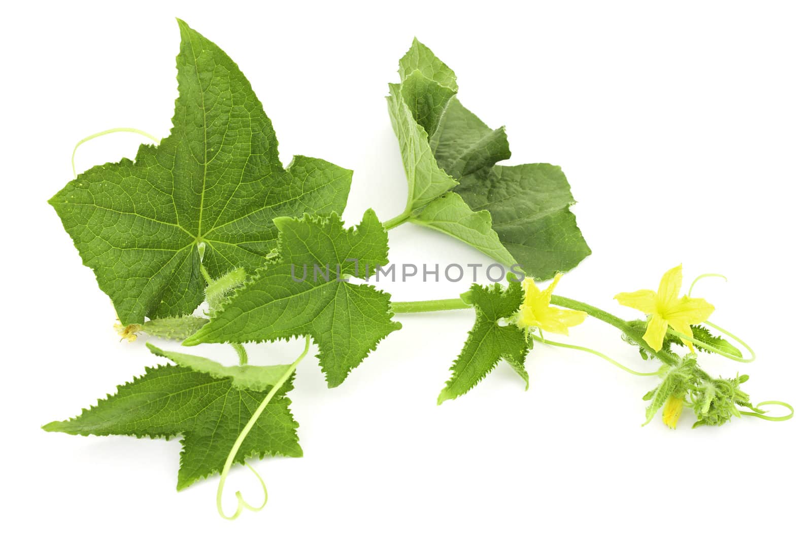 Cucumber branchr on a white background isolated