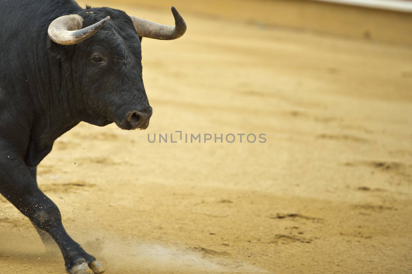 Bull in the bullring with a copy space made of arena.