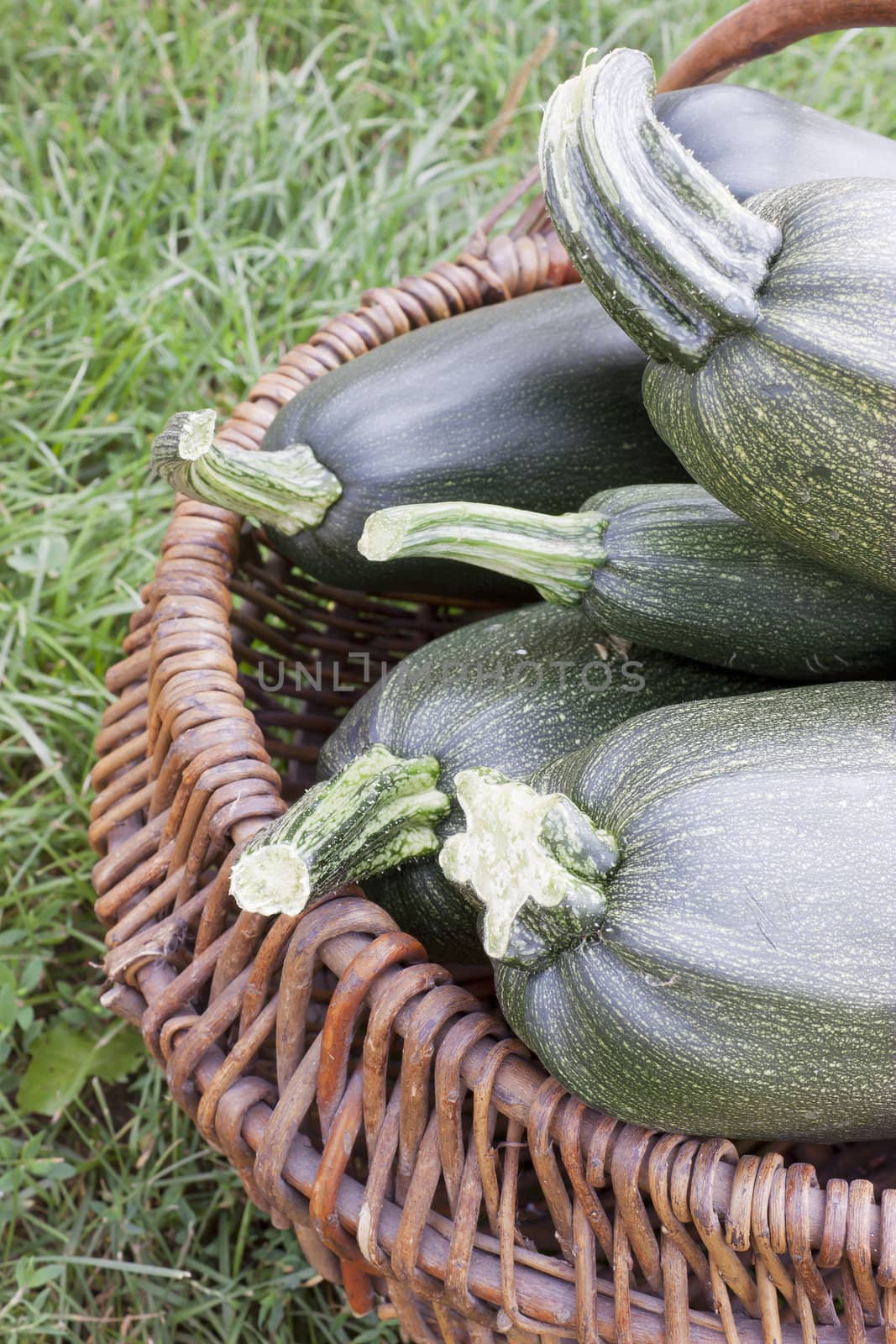 Four large courgettes lie in a basket
