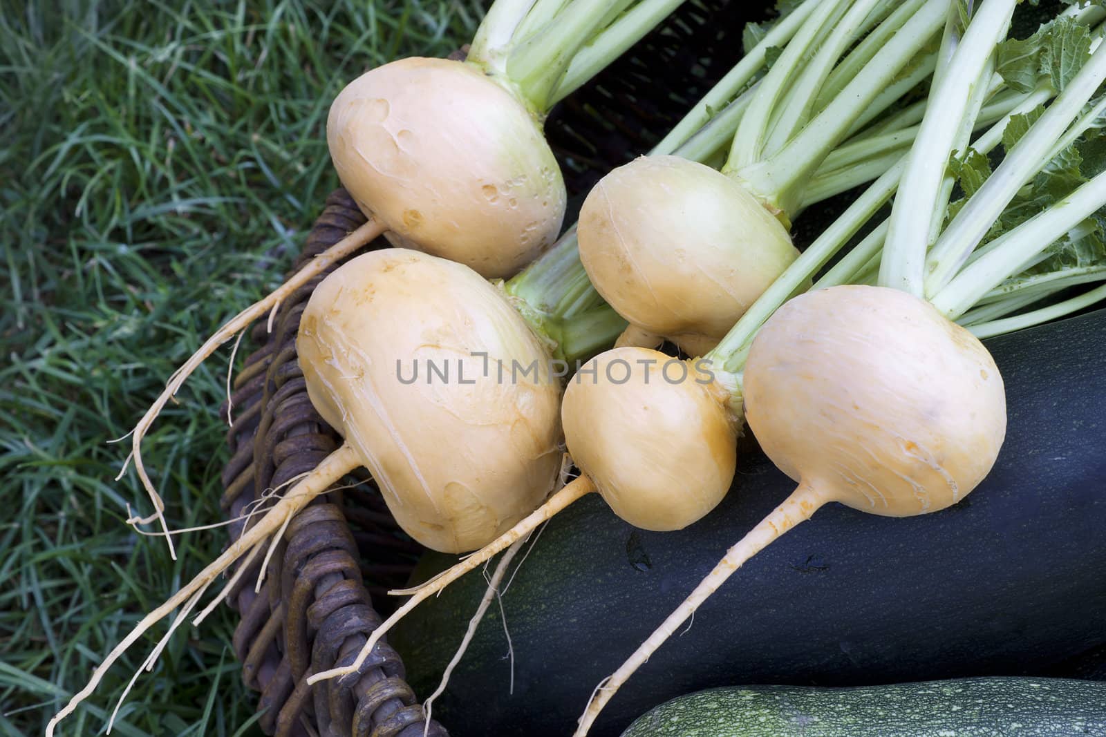 Yellow turnips lying in a basket with vegetables